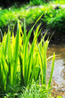 Photo: Riverbank Riverbank