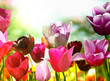 Spring flowers