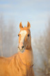 palomino akhal-teke portrait