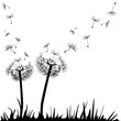 Pusteblume