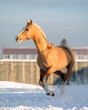 palomino akhal-teke runs