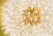 Detailed of dandelion seeds Detailed of dandelion seeds