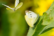 Photo: White butterfly mating White butterfly mating