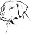Labrador Retriever Scribble