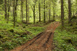 Sentiero nel Bosco