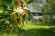 Foto: Apfelzweig Apfelzweig