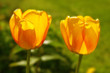 Gelbe Tulpen
