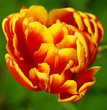 Tulpe
