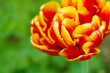 Tulpe,Hintergrund