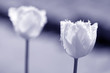 Tulpen