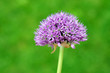 Foto: Purple Allium flower Purple Allium flower