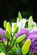 Foto: Lily Flowers Lily Flowers