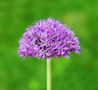 Foto: Purple Allium Purple Allium
