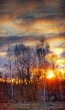 Spring Landscape with forest