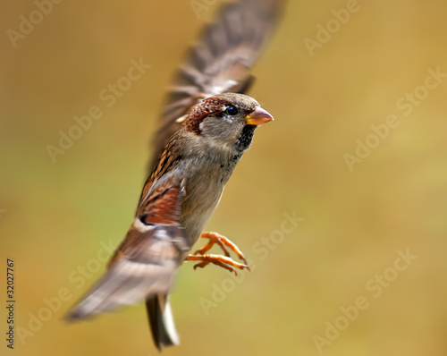 Photo: Flying Sparrow Flying Sparrow