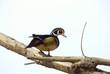 Wood Duck