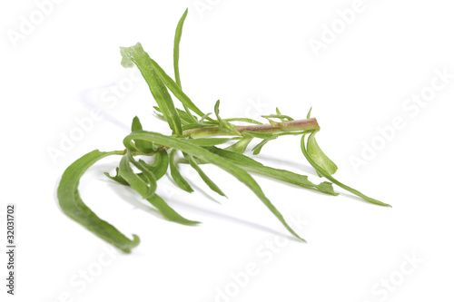 Photo: Tarragon Tarragon