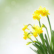 Yellow daffodils Yellow daffodils