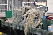 reusen beim fischer
