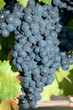 Red bunch of grape