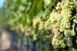 White grapes