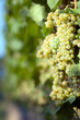 White grapes