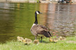 Goose & Chicks