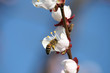 bee on flower