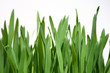 green grass