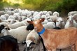 goats and sheep herd flock outdoor track nature