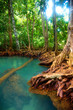 Mangrove forest