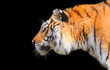 tigre su sfondo nero