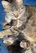 Cat with newborn kitten