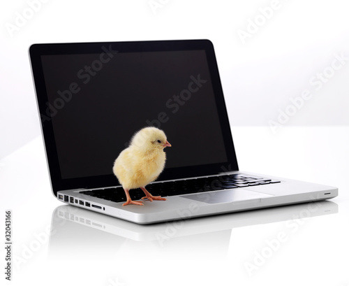 Cute Laptop Backgrounds on Photo  Cute Small Chicken On Laptop Over White Background    Yuri