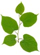 twig with leaves of linden tree