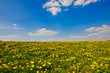 Frühlingswiese in Oberfranken Frühlingswiese in Oberfranken