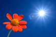 Sunflower on spring background Sunflower on spring background