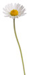 Daisy - Bellis perennis