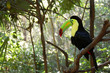 Toucan perched in a tree in the forest.