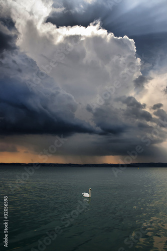 Photo: Cigno bianco sul Lago di Garda temporale sullo sfondo Cigno bianco sul Lago di Garda temporale sullo sfondo