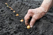 planting the onion