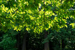 Under a chestnut