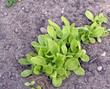 growing lettuce