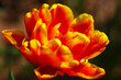Tulpe,Papagei