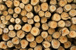 Logs from a tree on timber cutting.