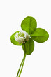 clover4_41