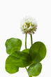clover_23