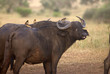 ����: Buffalo with birds � forcdan #32063569