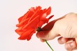 Rose rouge