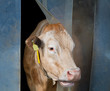 cow checks weather outside